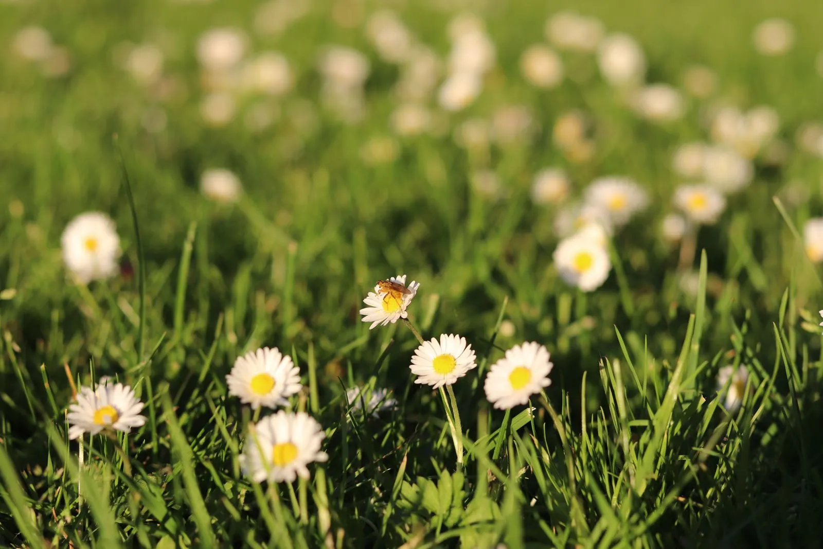 Close-up of blooming daisies with bees in a lush green field on a sunny day.